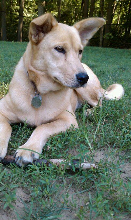 dixie dingo